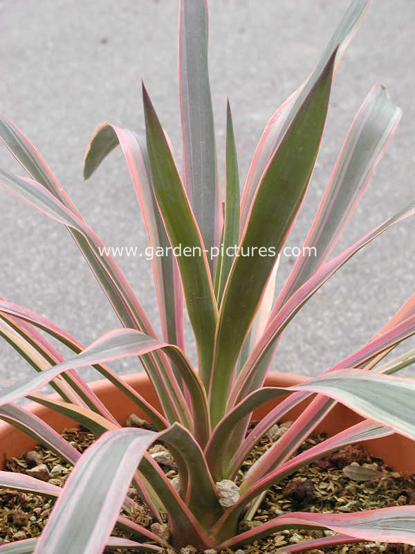 Yucca gloriosa 'Variegata'