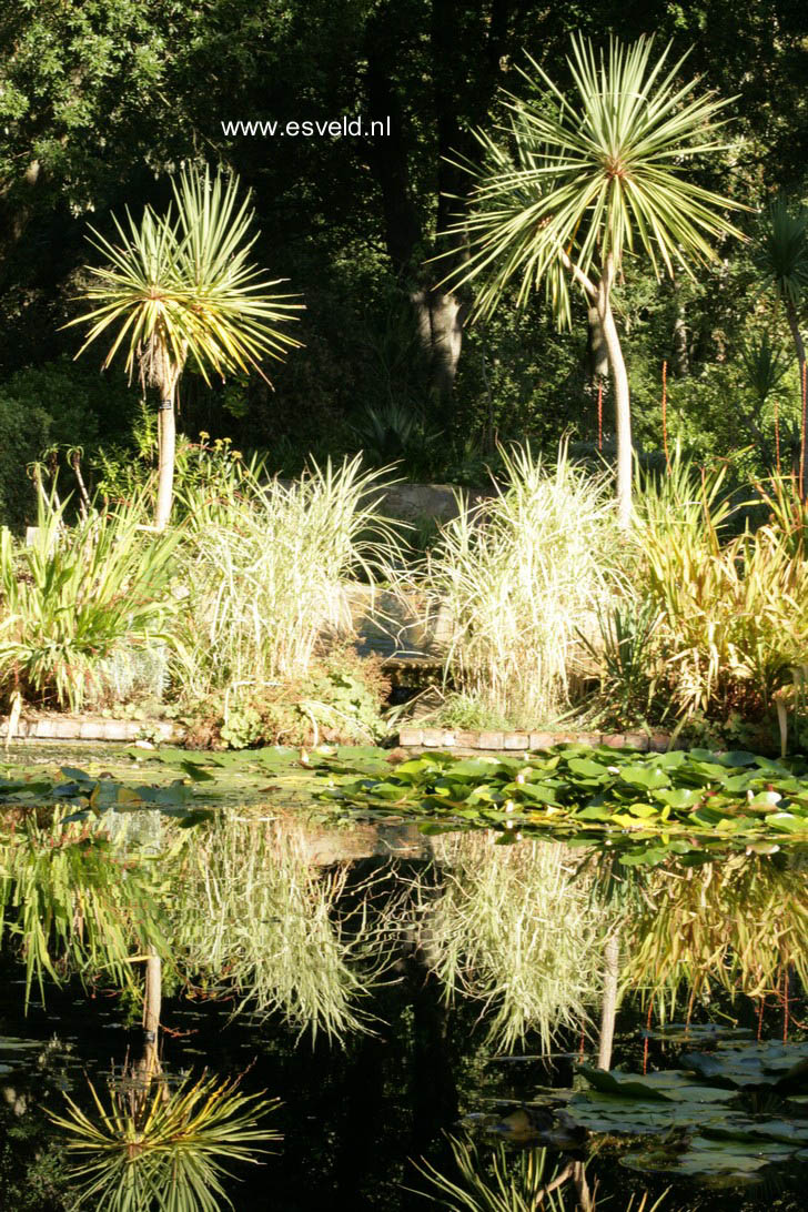 Yucca gloriosa