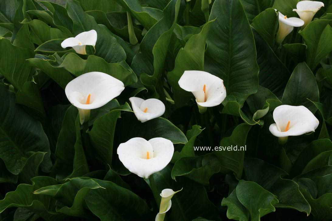 Zantedeschia aethiopica