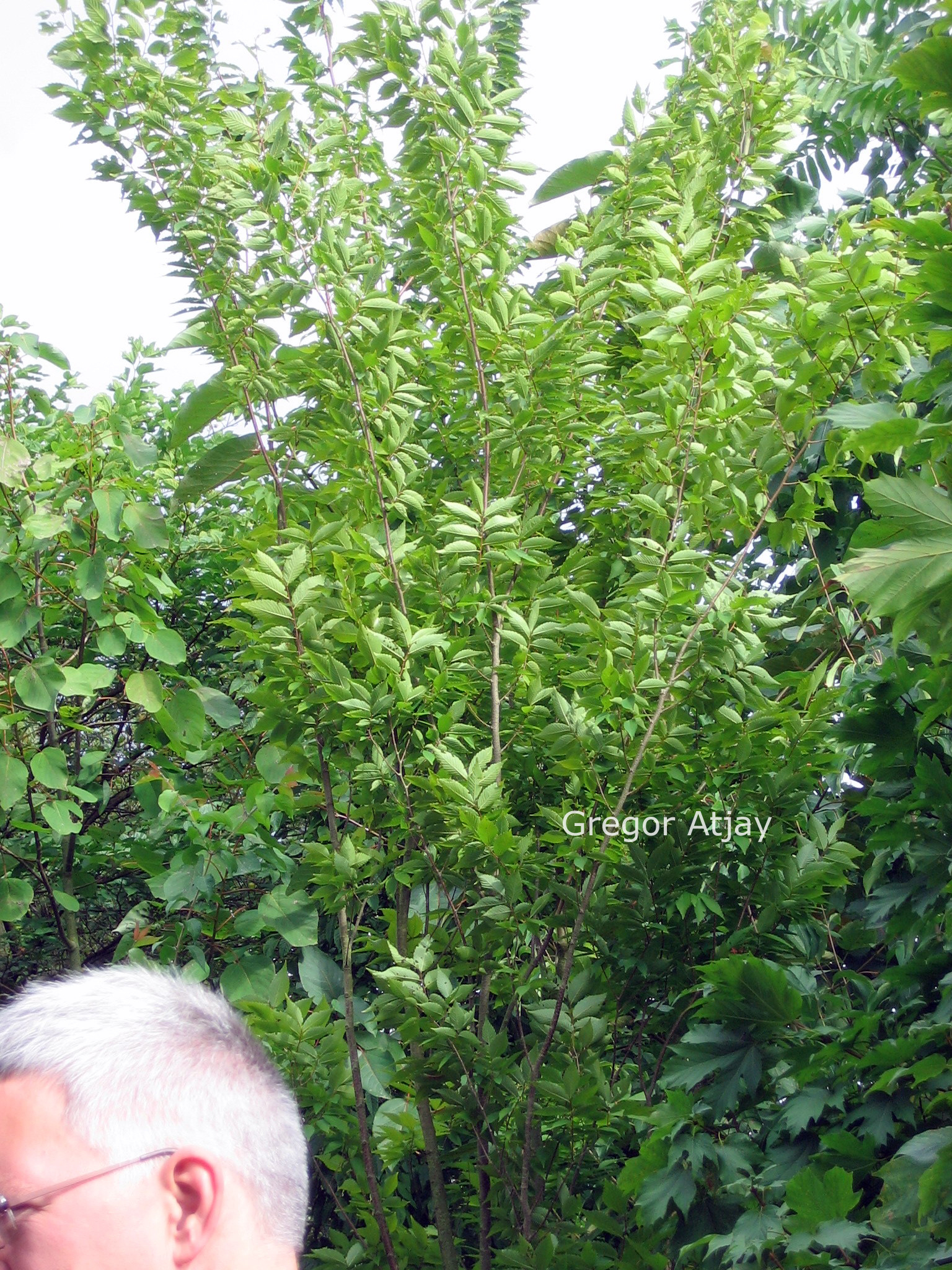 Zelkova serrata 'Fastigiata'