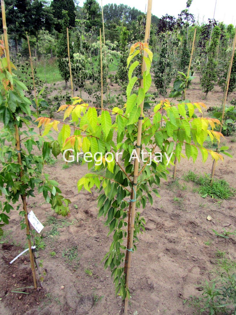 Zelkova serrata 'Luminifera'