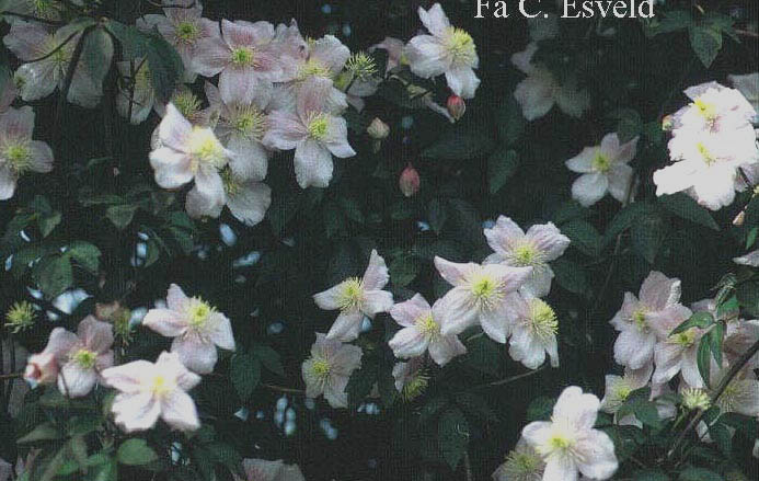 Clematis 'Mayleen'