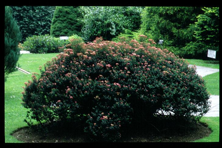 Spiraea japonica 'Bullata'