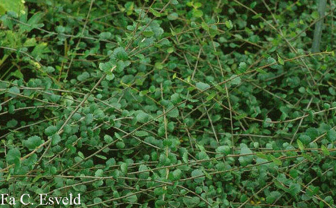 Betula nana 'Glencarry' (4715)