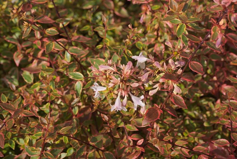 Abelia grandiflora 'Abelops' (SUNSHINE DAYDREAM)