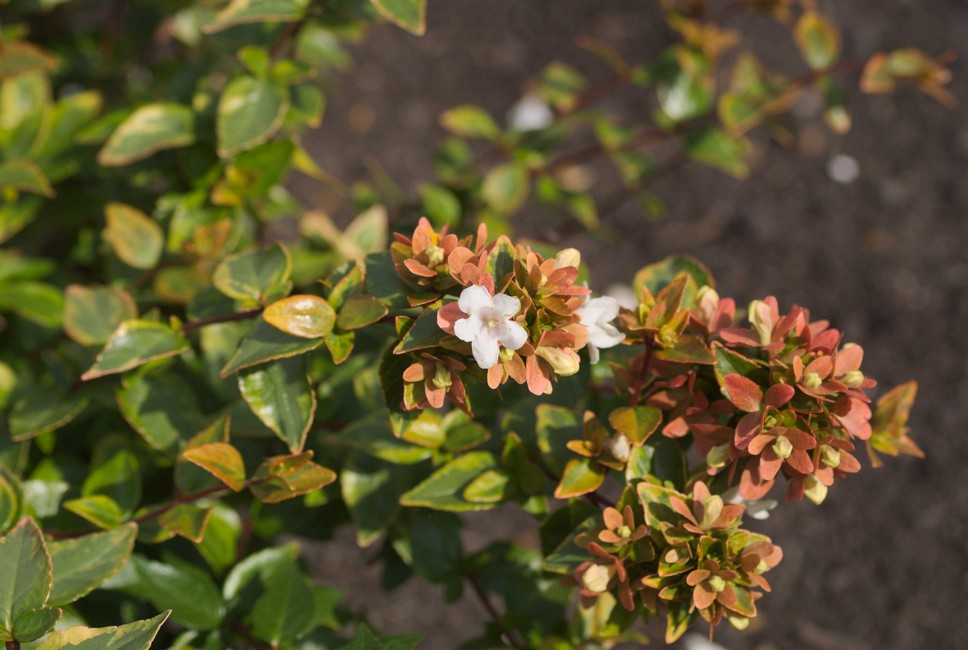 Abelia grandiflora 'Abelops02' (MYSTIC DAYDREAM)