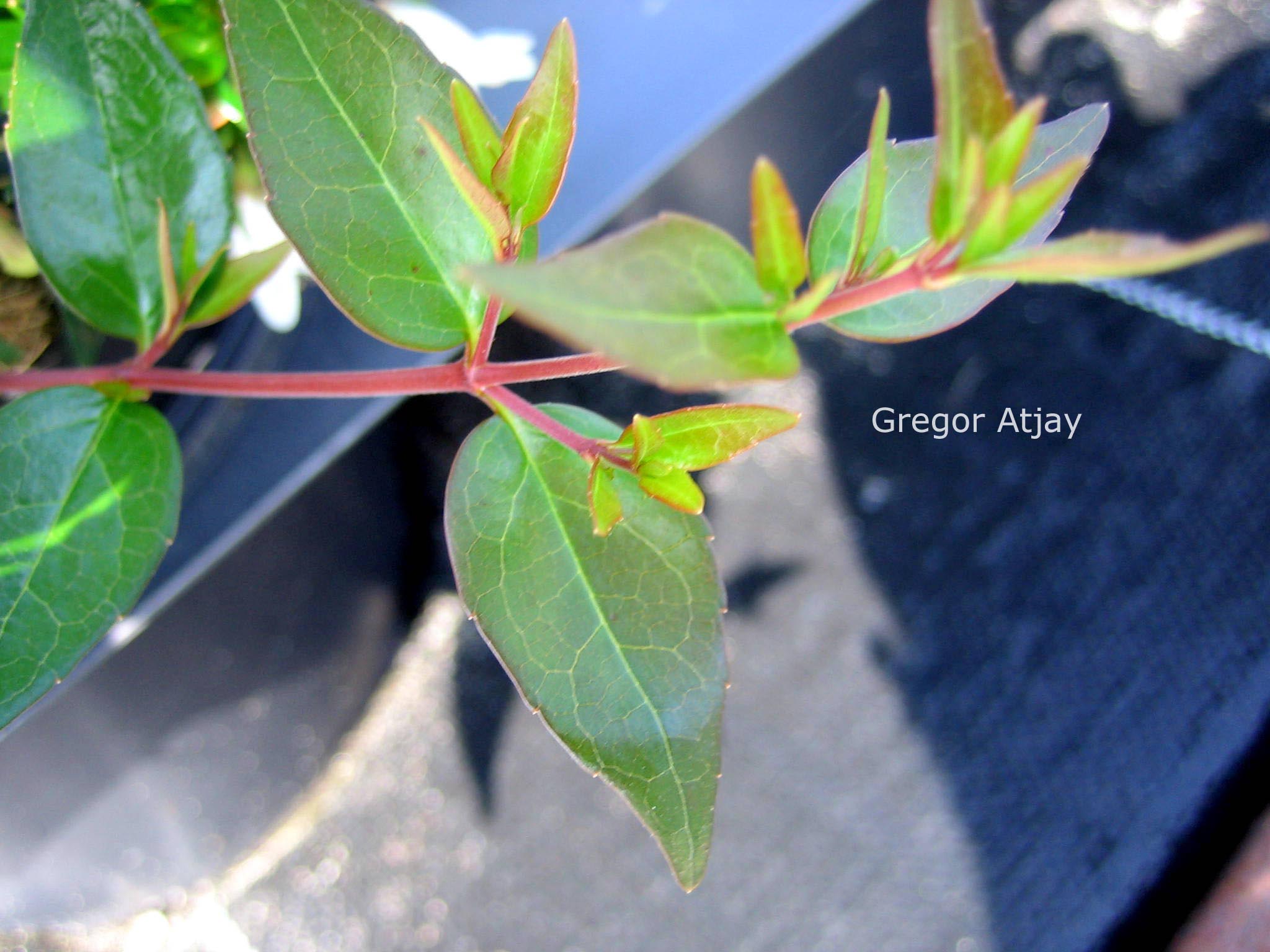 Abelia grandiflora 'Nanna'