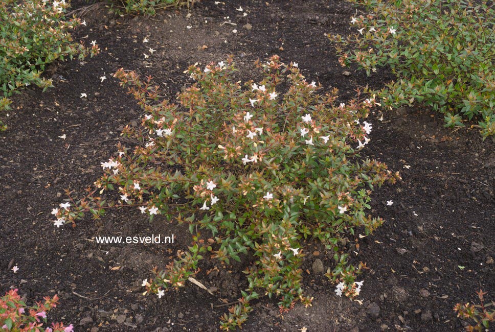 Abelia grandiflora 'Prostrata'