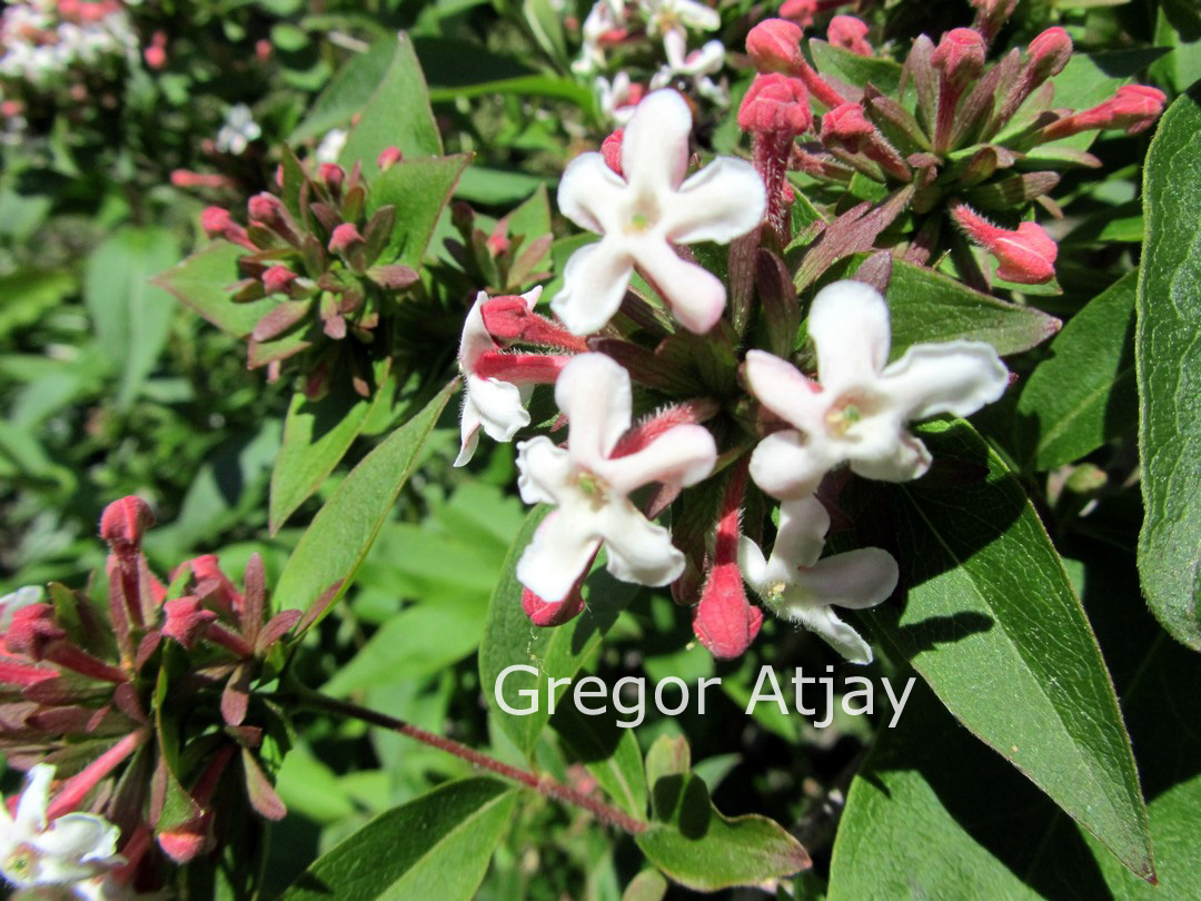 Abelia mosanensis