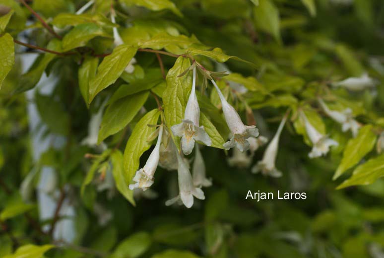 Abelia tetrasepala