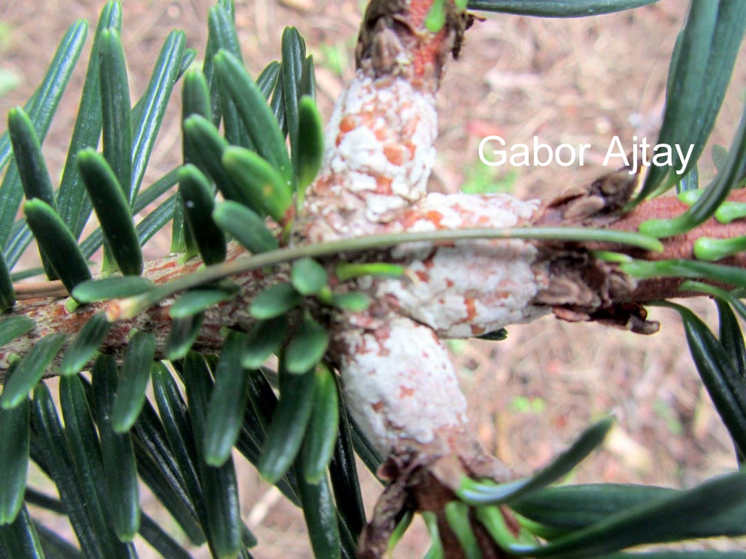 Abies delavayi georgei