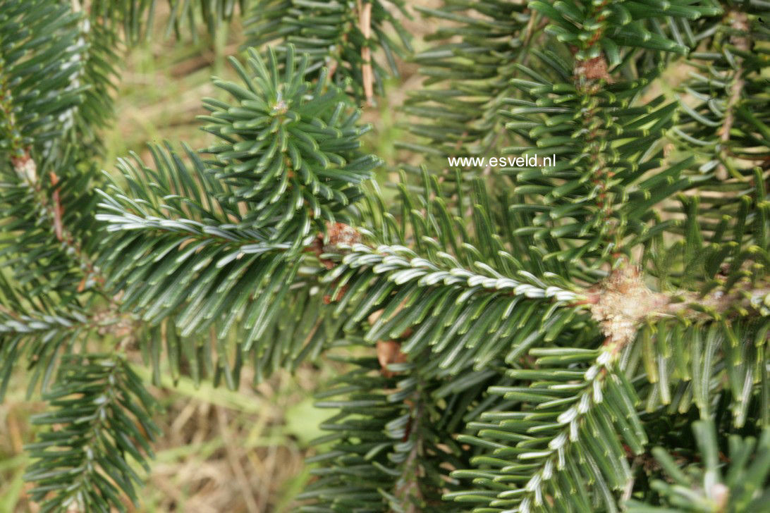 Abies delavayi