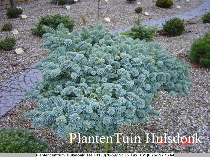Abies procera 'Blaue Hexe'