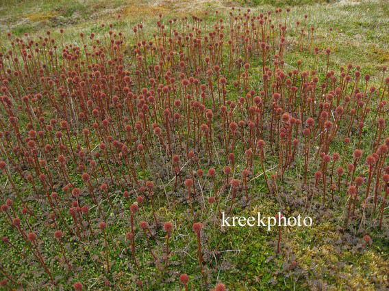 Acaena novae-zelandiae