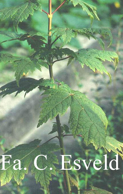Acer argutum