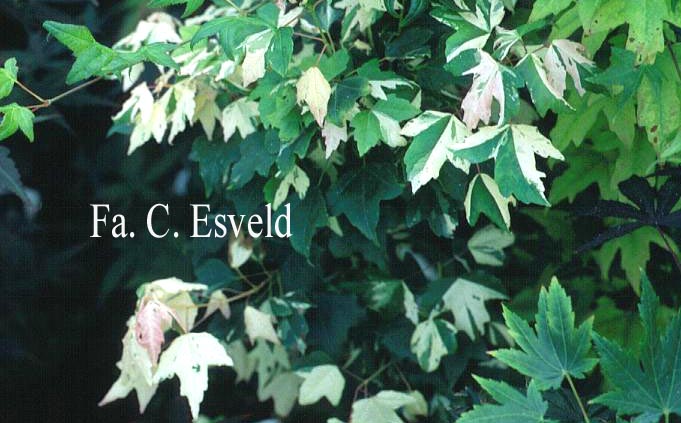 Acer buergerianum 'Goshiki-kaede'