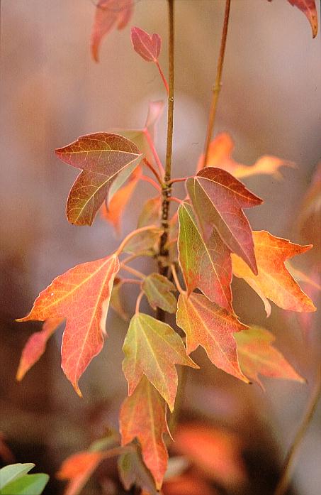 Acer buergerianum 'Johroku aka me'