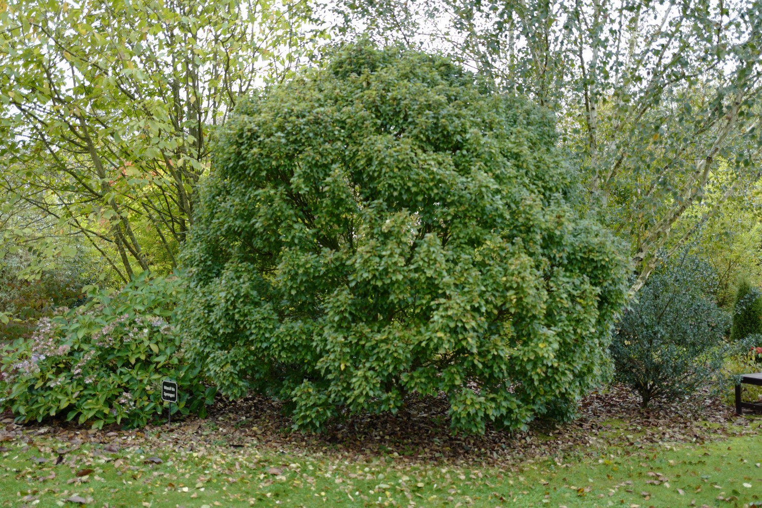Acer buergerianum 'Miyasama-yatsubusa'