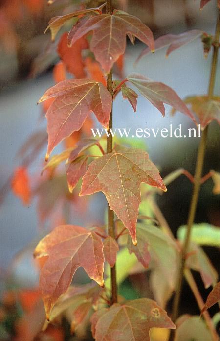 Acer buergerianum 'Spring Festival'