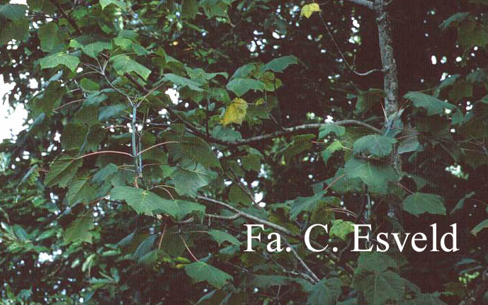 Acer caesium ssp. giraldii