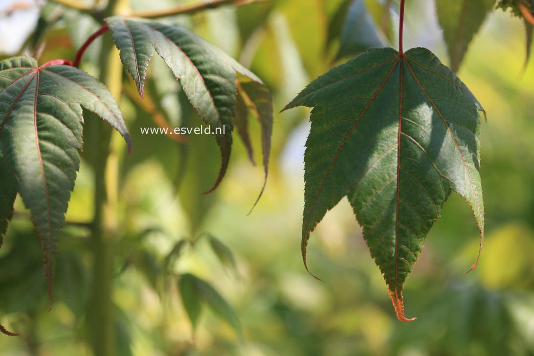 Acer campbellii fansipanense