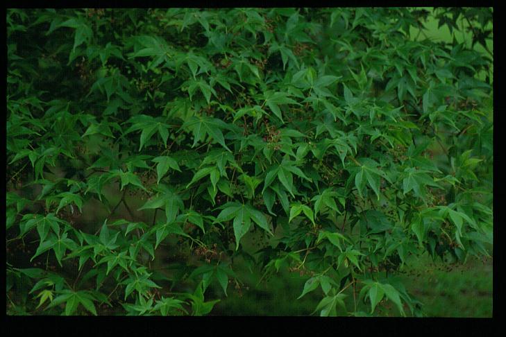 Acer campbellii ssp. flabellatum yunnanense