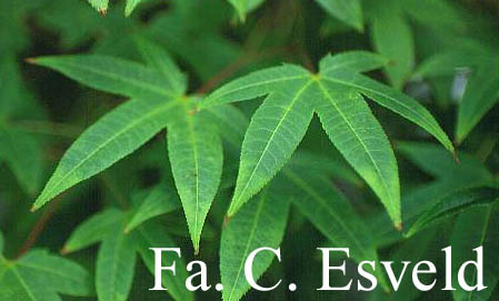 Acer campbellii ssp. flabellatum