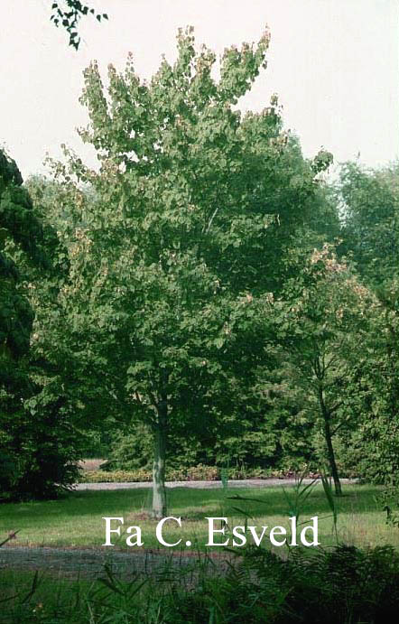 Acer capillipes 'Gimborn'