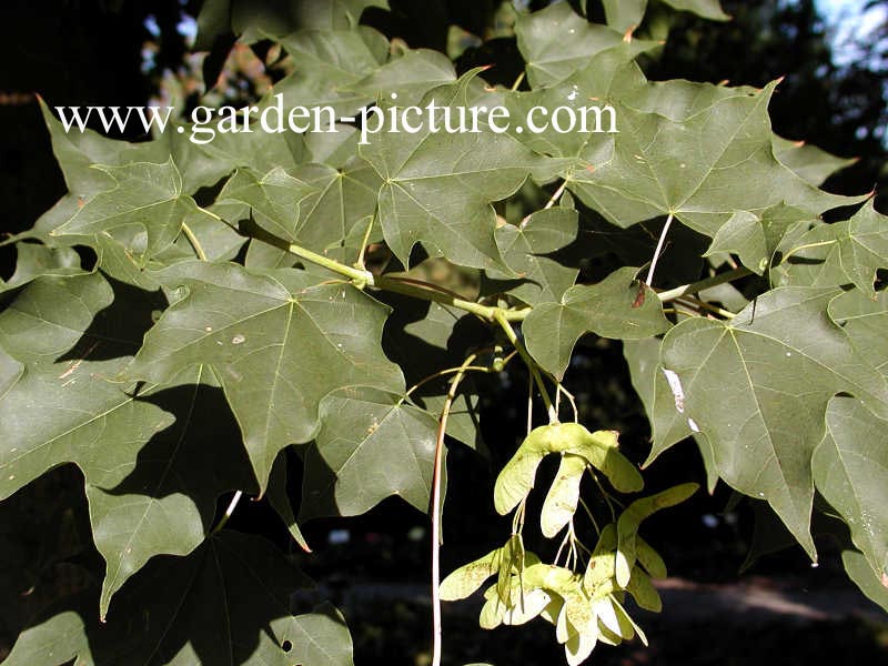 Acer cappadocicum 'Rubrum'