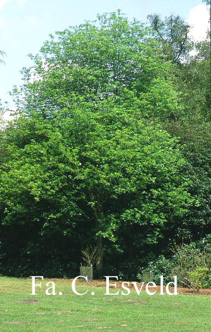 Acer cappadocicum ssp. divergens