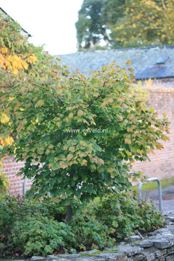 Acer caudatum