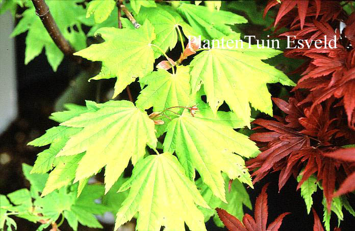 Acer circinatum 'Victoria'