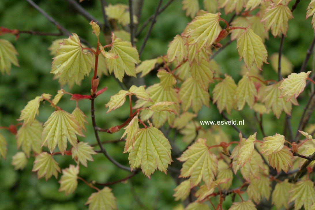 Acer circinatum 'W.B.Hoyt'