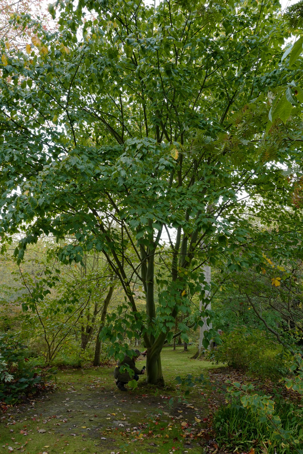 Acer conspicuum 'Elephant's Ear'