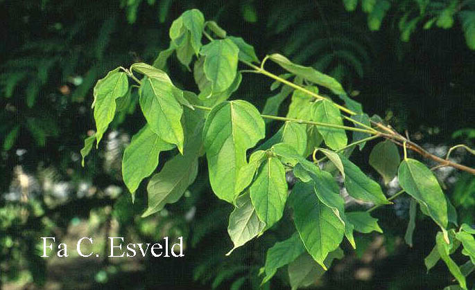 Acer coriaceifolium