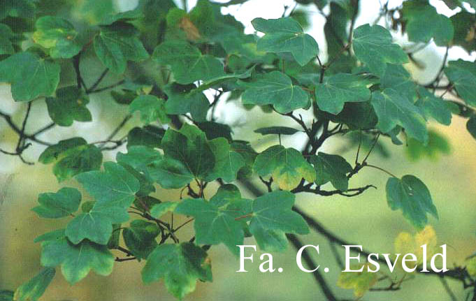 Acer coriaceum