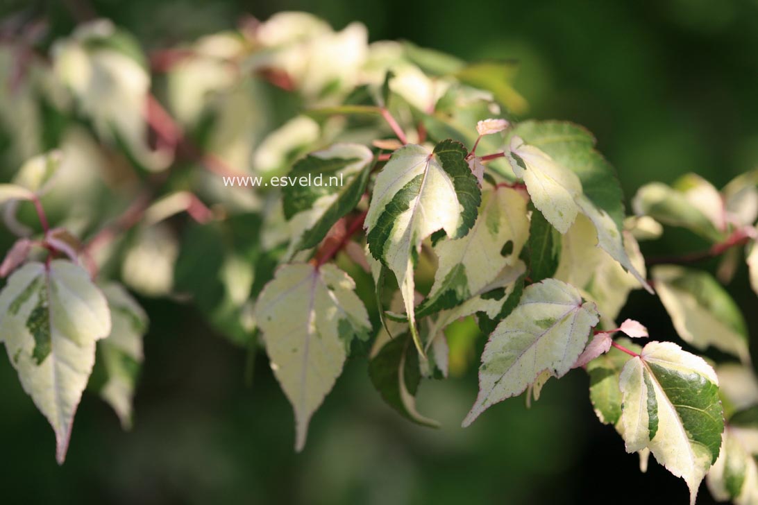 Acer crataegifolium 'Me-uri-no-ohfu'
