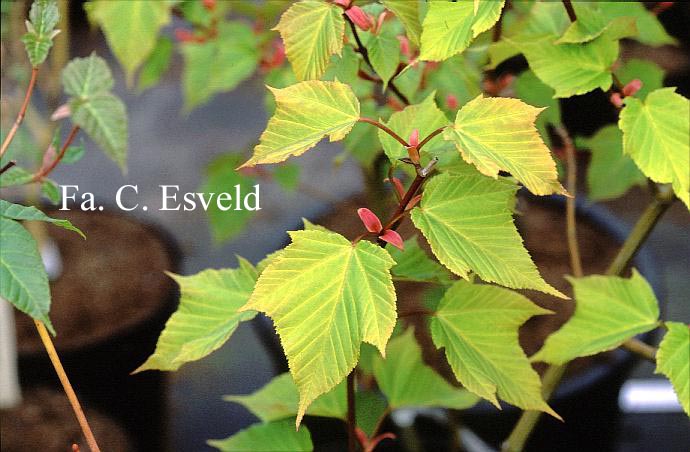Acer davidii 'Golden Increase'