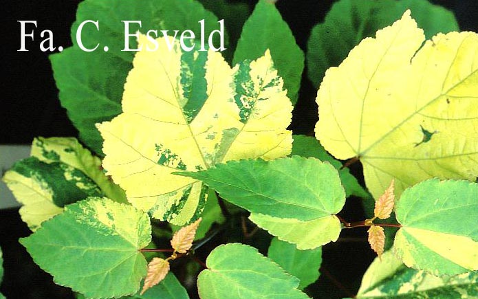 Acer davidii 'Hansu-suru'