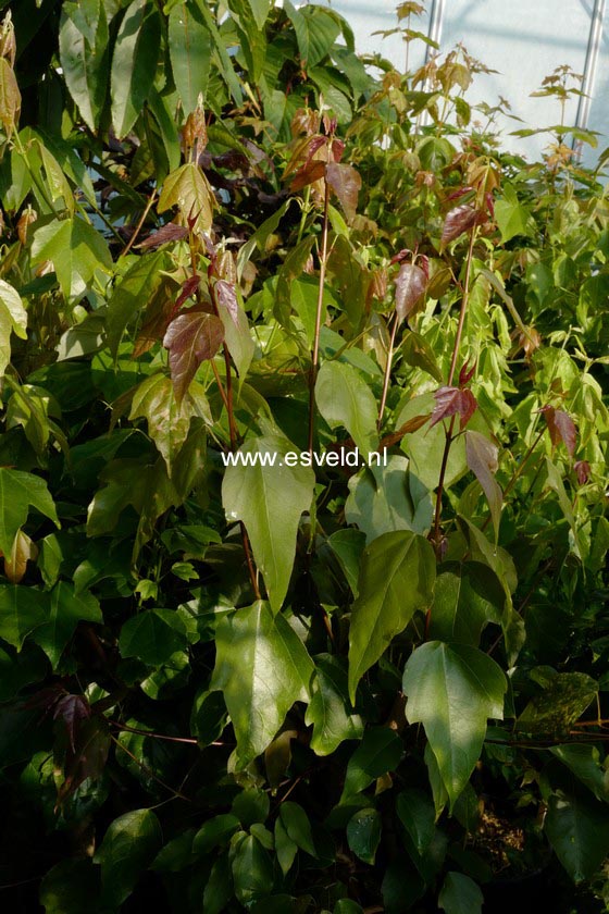 Acer discolor