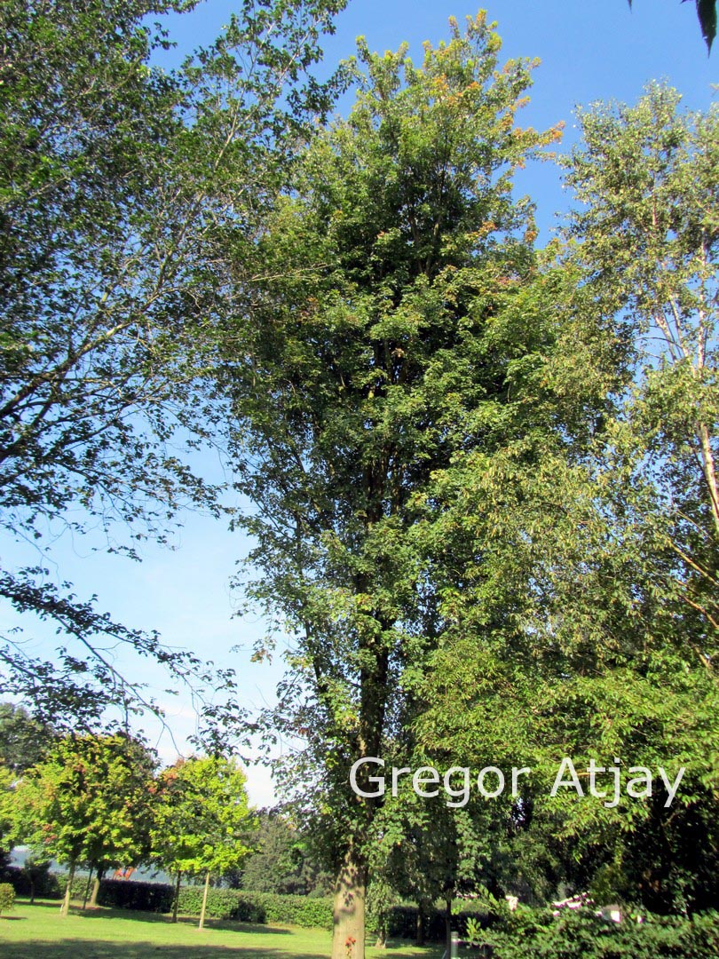 Acer freemanii 'Elegant'