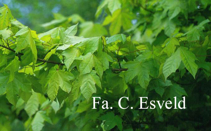 Acer hillieri 'Summergold'