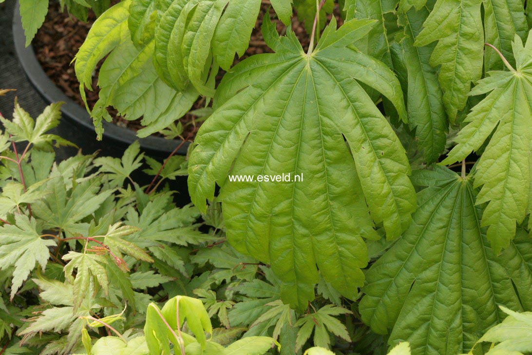 Acer japonicum 'Elmswood's'