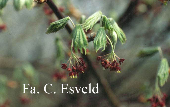 Acer japonicum 'Ōtaki'