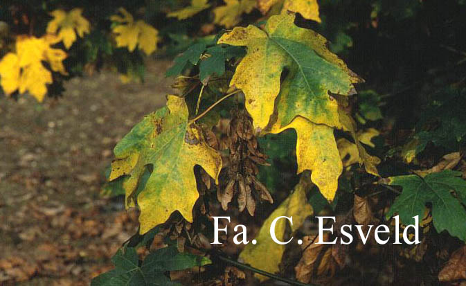 Acer macrophyllum