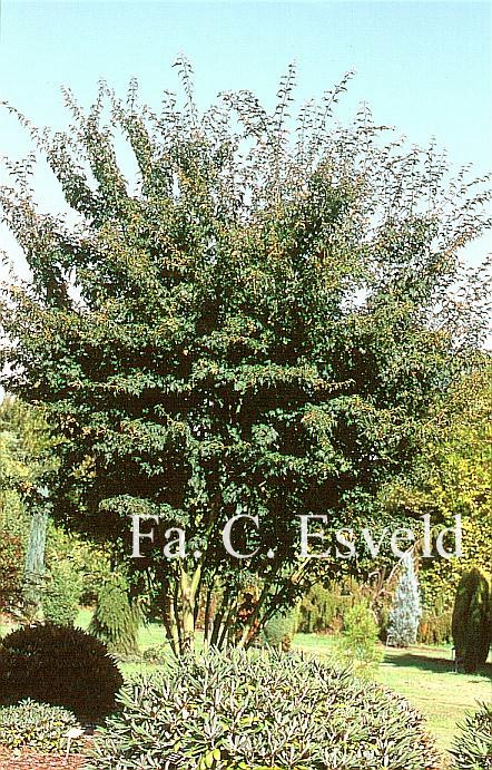 Acer micranthum 'Candelabrum'