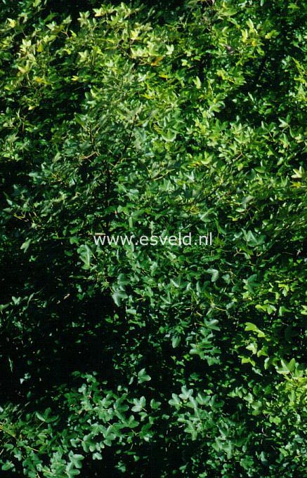 Acer monspessulanum ibericum