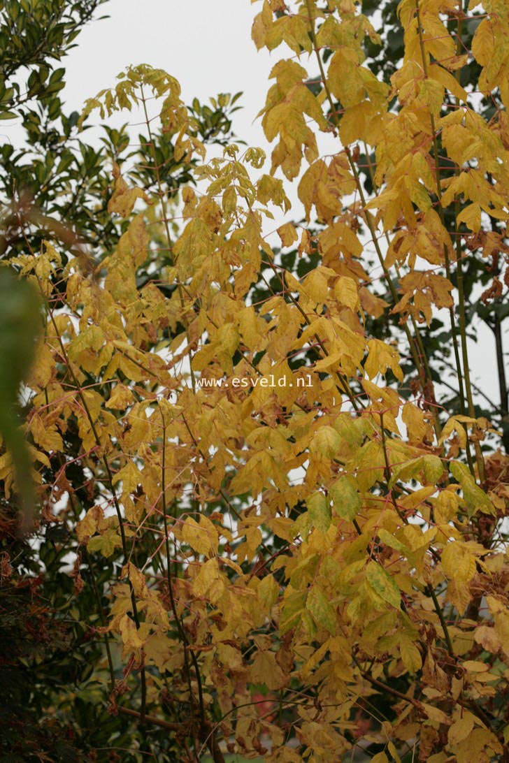 Acer negundo 'Winter Lightning'