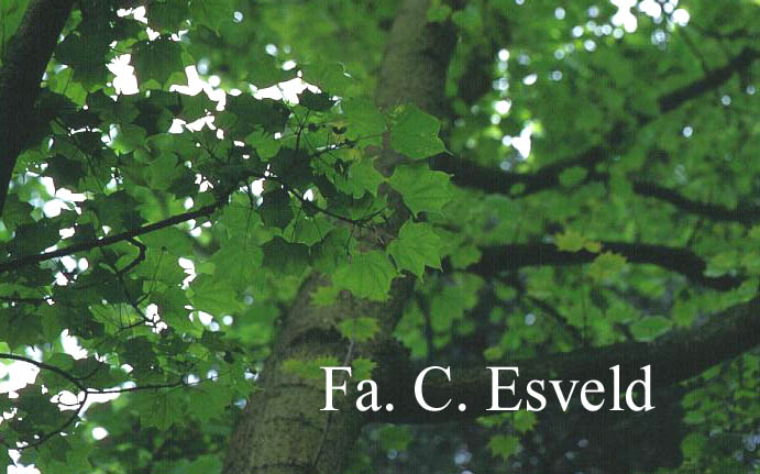 Acer oliverianum