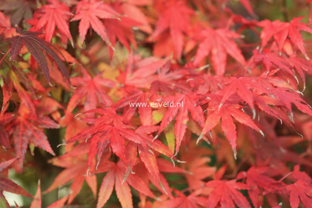 Acer palmatum 'Ao-ba-nishiki'